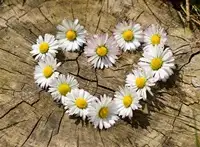 heart daisies